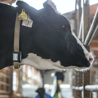デンマーク国内にて牛の行動モニタリングサービス「U-motion®」の実証実験を完了しました。
